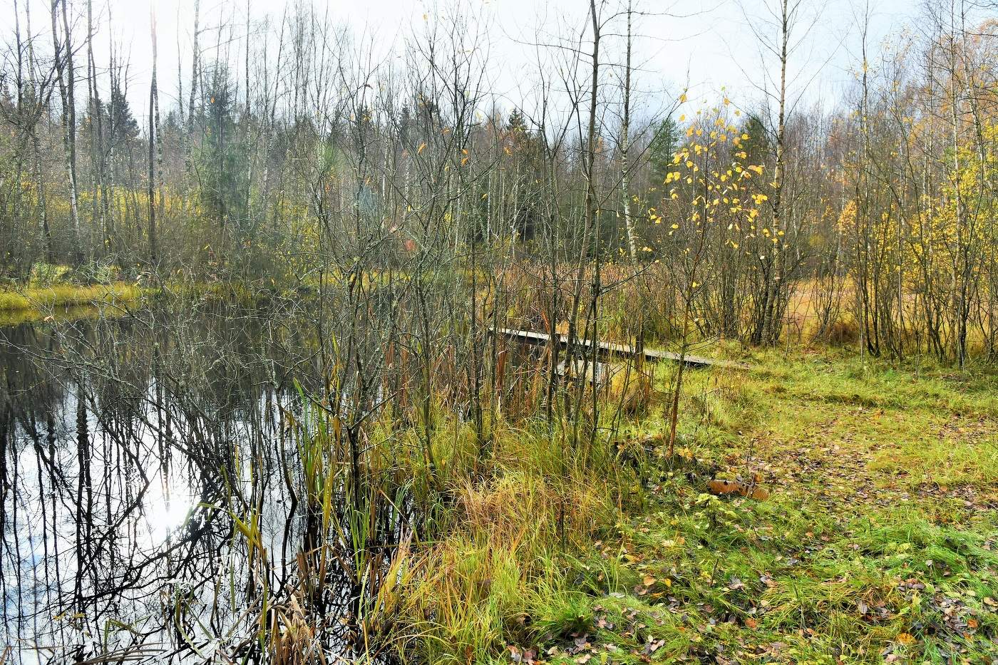 "Осень тихо умирает, машет желтою рукой ..."