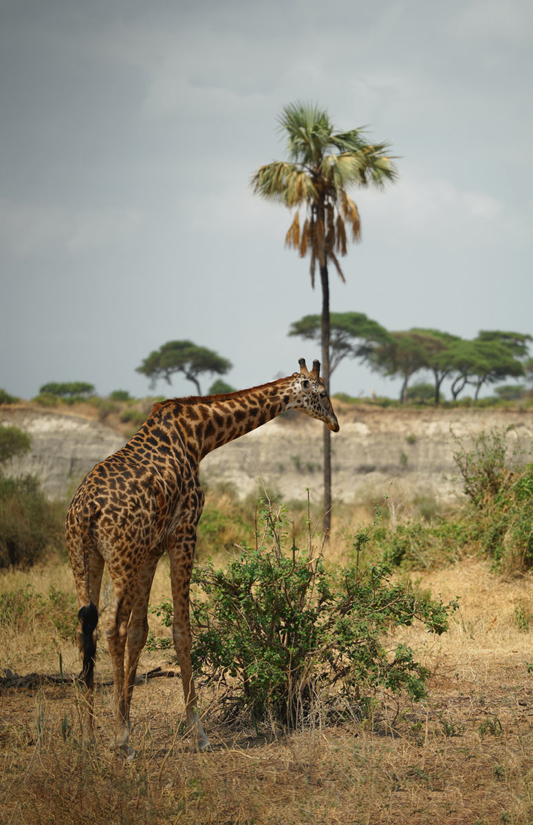 Просто жираф...