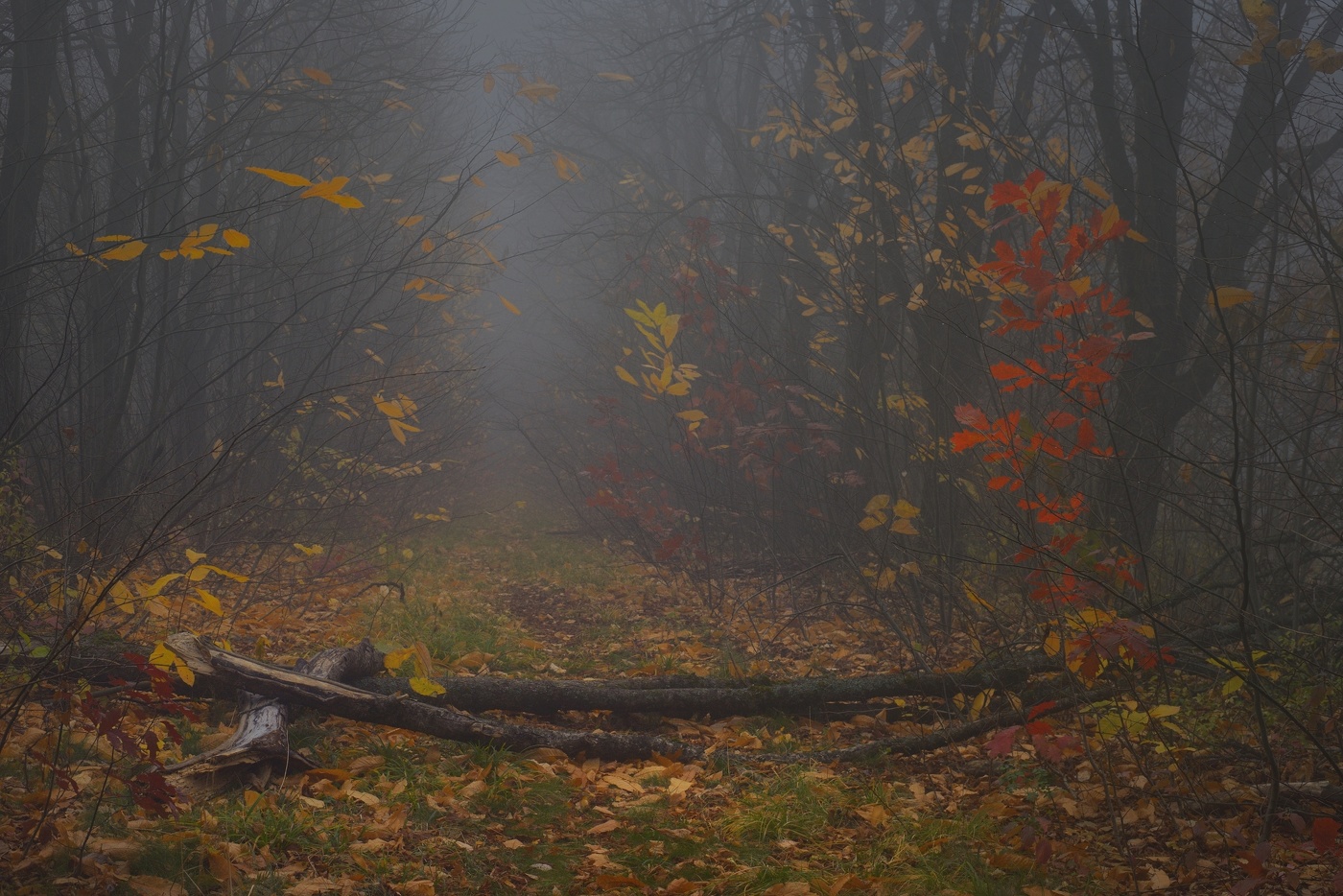 Осенняя тропа