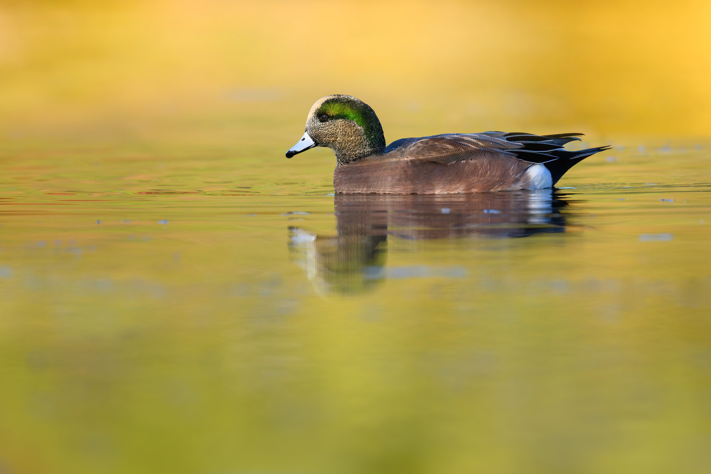 American wigeon (m)