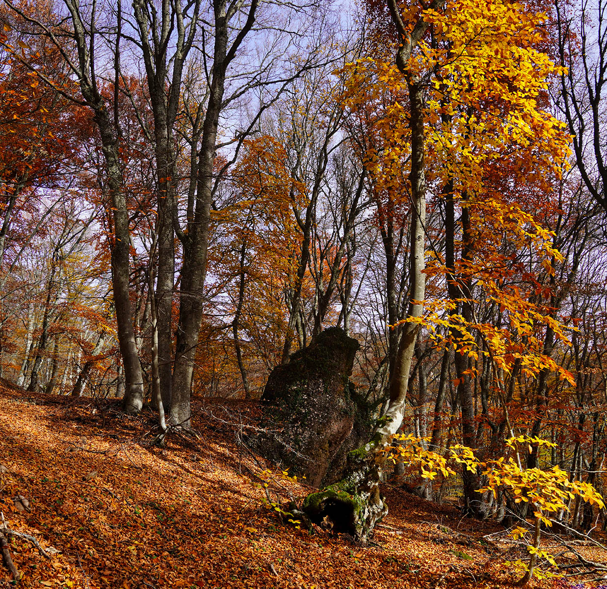 Осень в крымском лесу