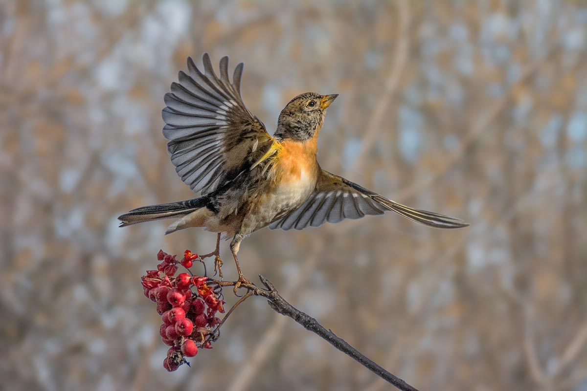 Танцующий вьюрок.
