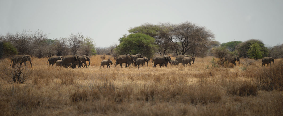 Парк Тарангире, Танзания.