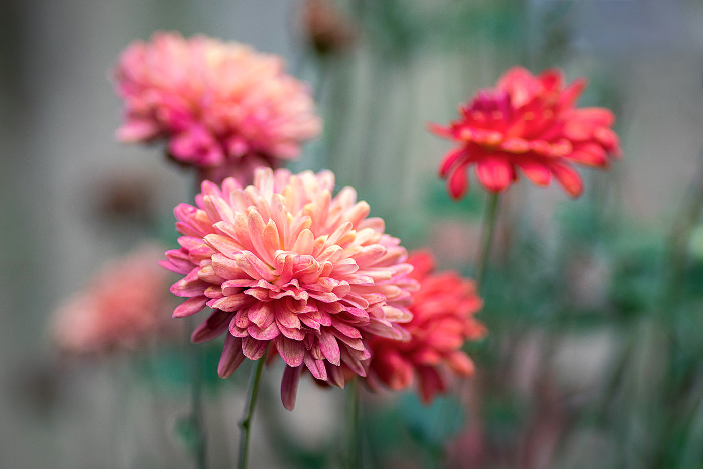 Отцвели уж давно хризантемы в саду