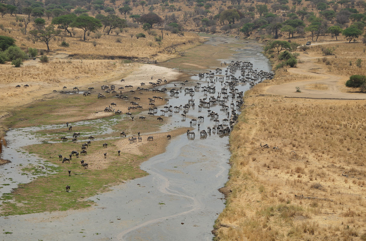 Река Тарангире в Танзании.