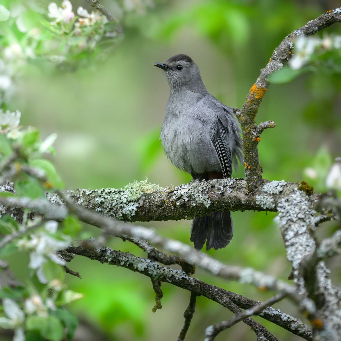 Gray catbird