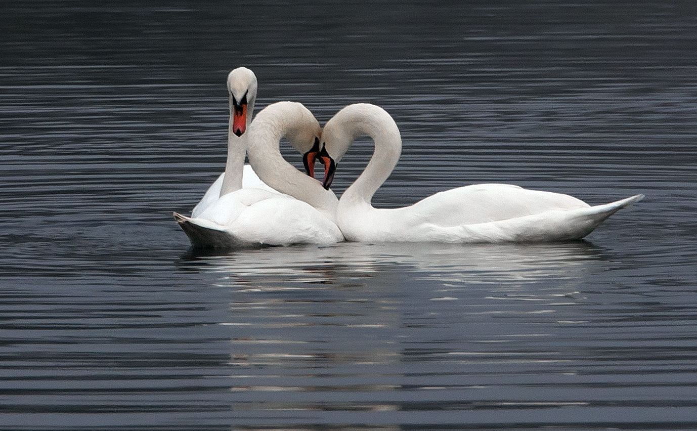 Третий лишний...