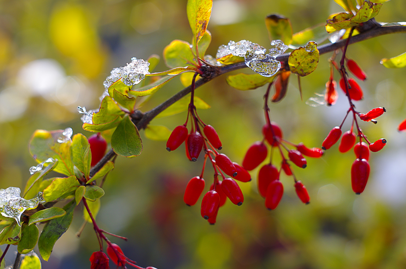 Растаял первый снег...
