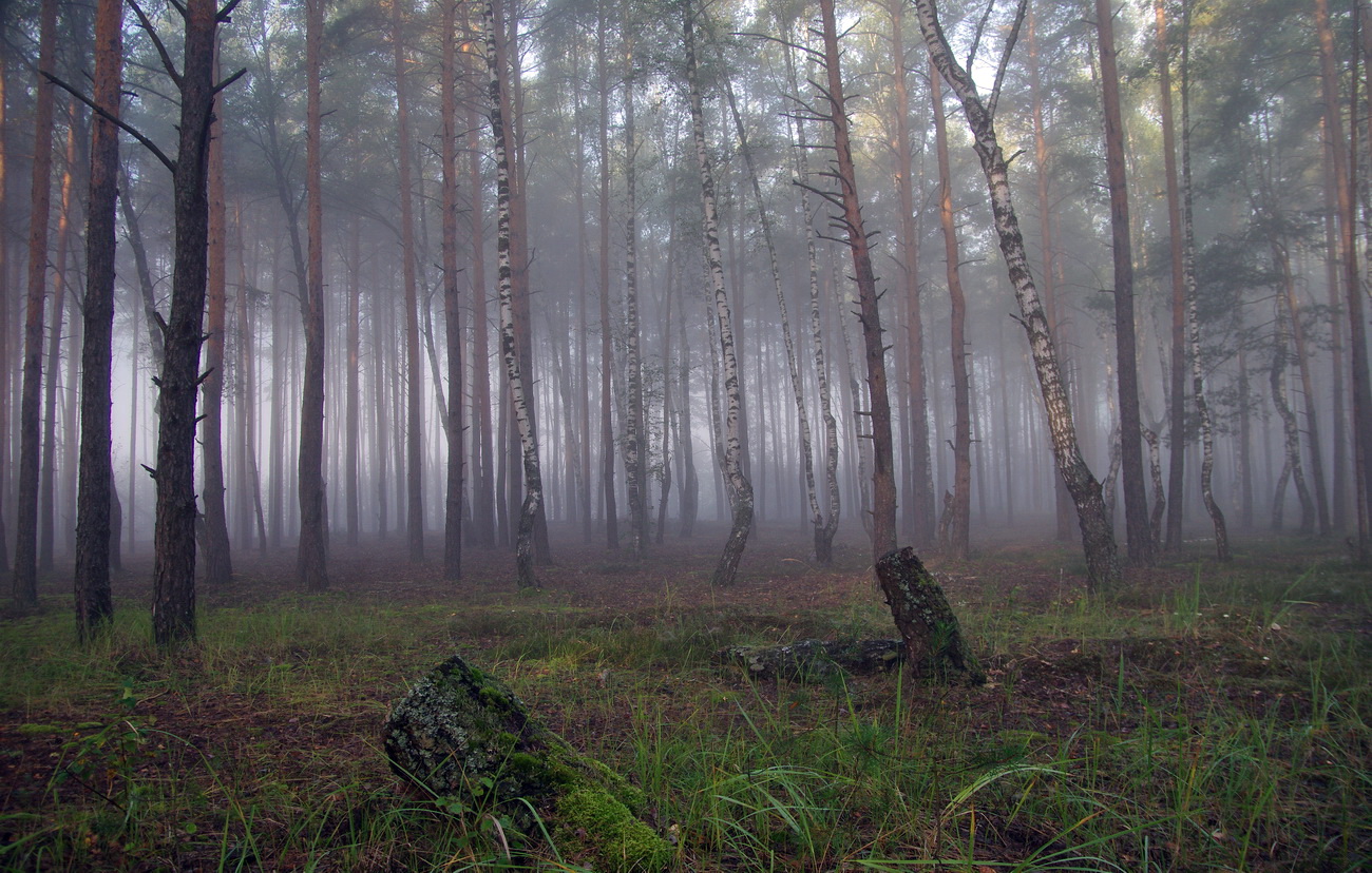 Сюжеты туманного леса