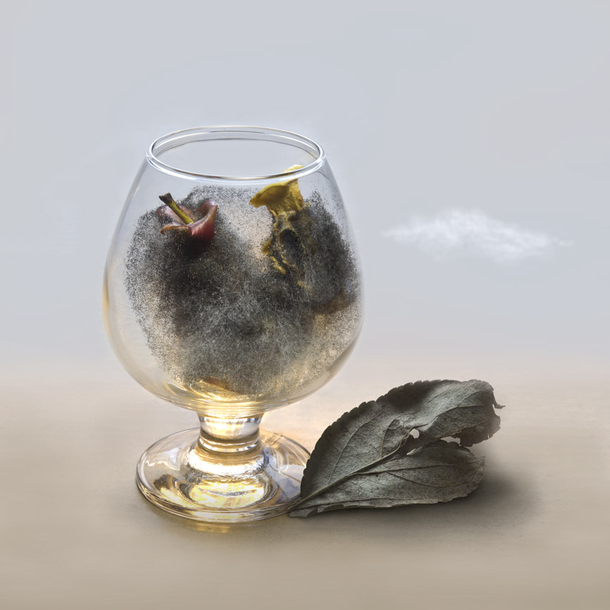 Черная плесень