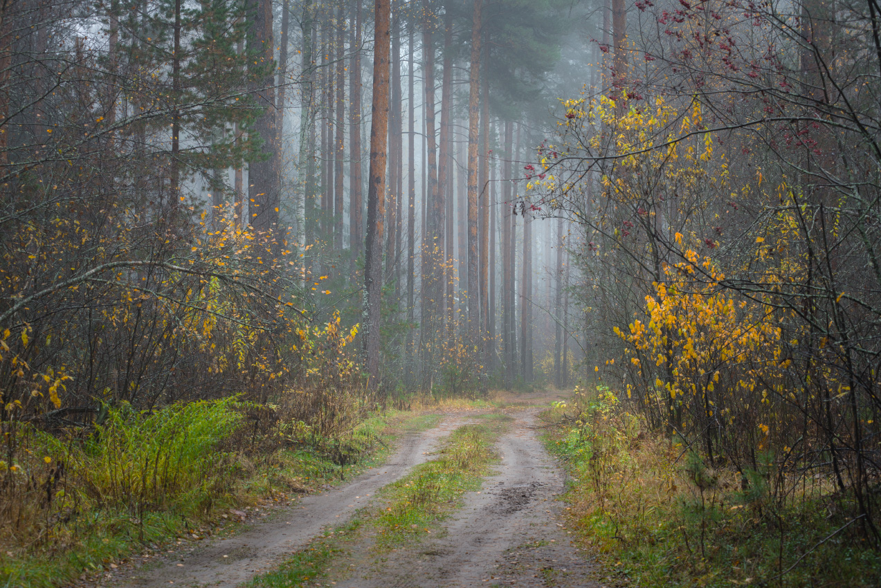 Остатки пиршества былого