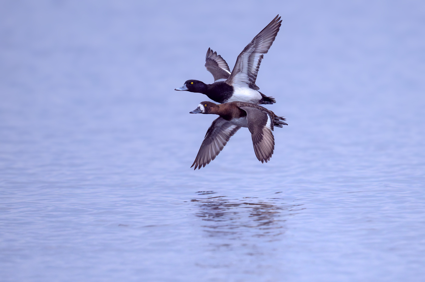 Mr. & Mrs. Lesser scaup