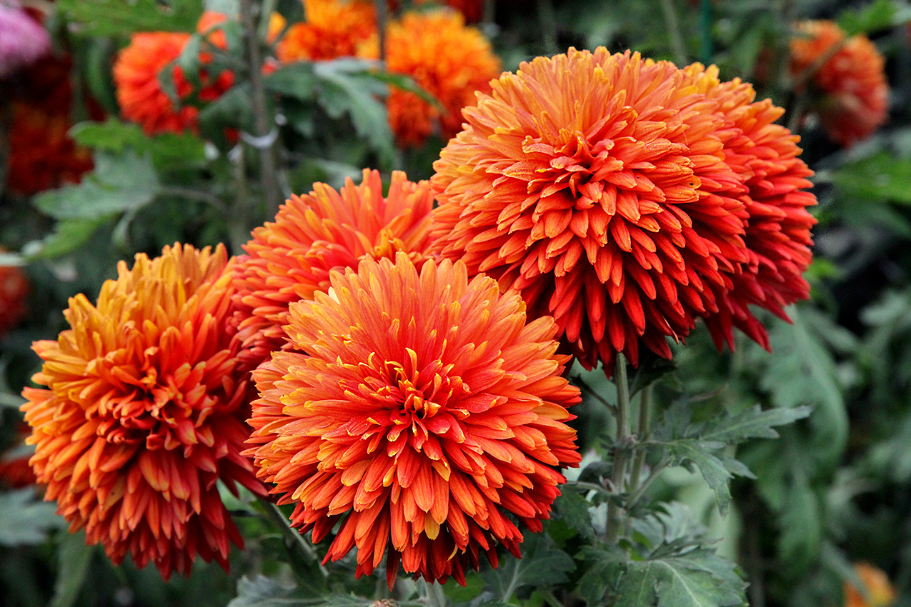 Хризантемы Крыма.