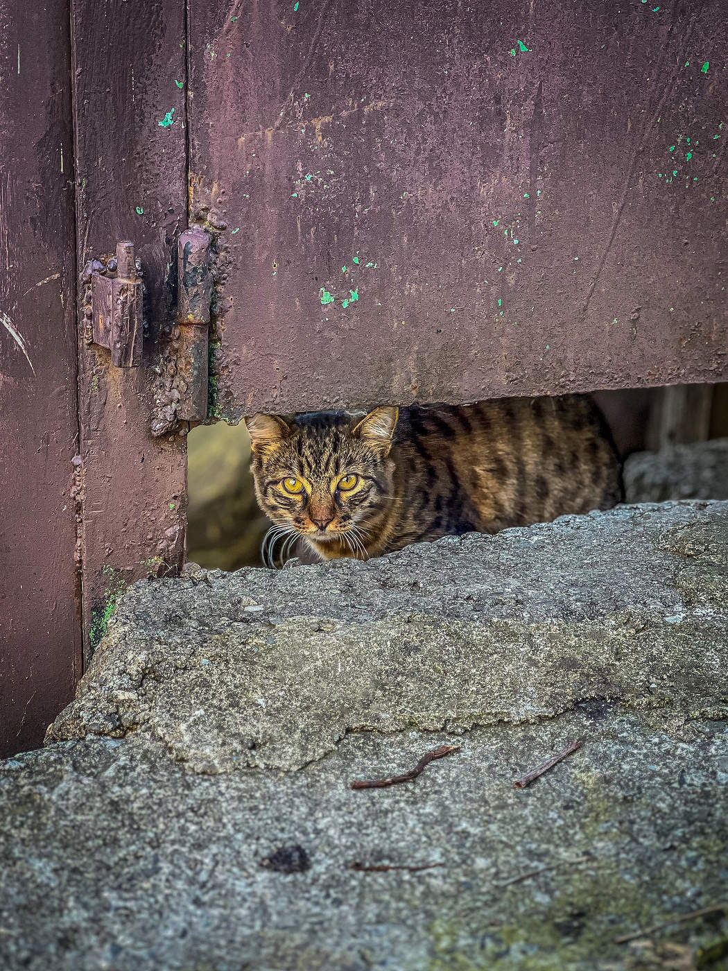 За металлическим забором