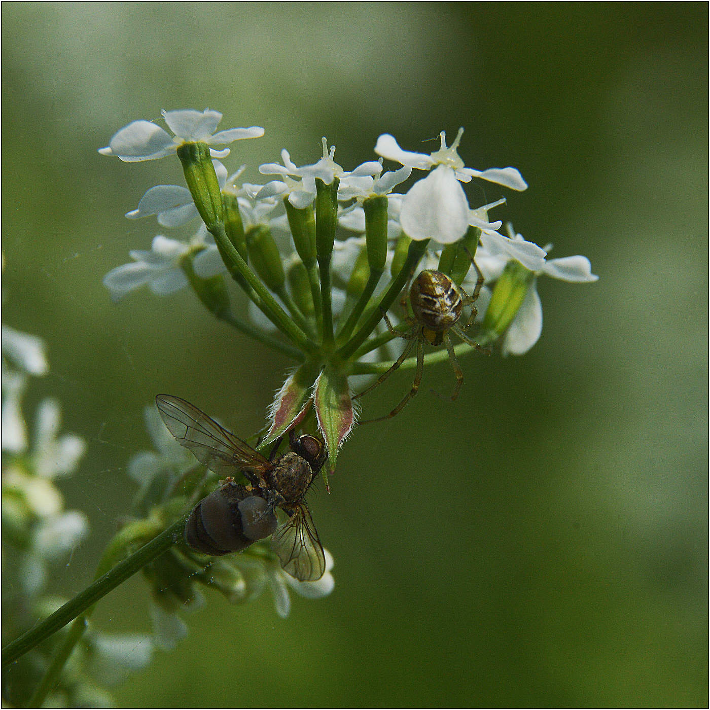 Недобрая встреча.