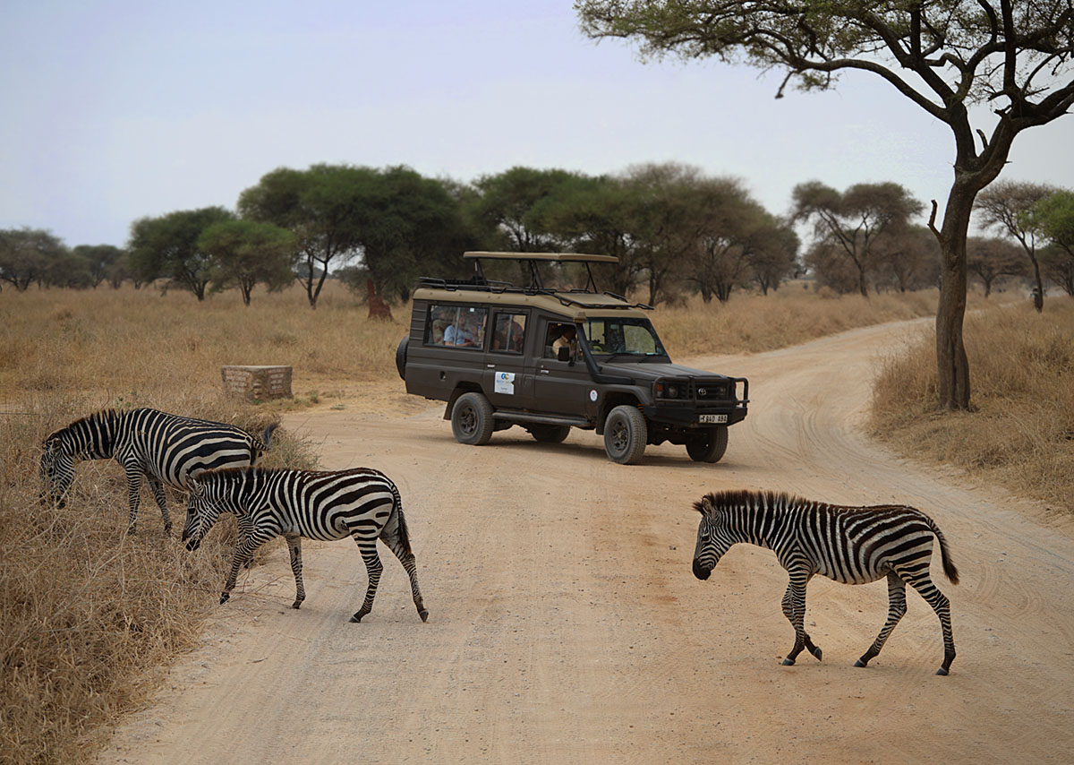 Полосатые пешеходы.