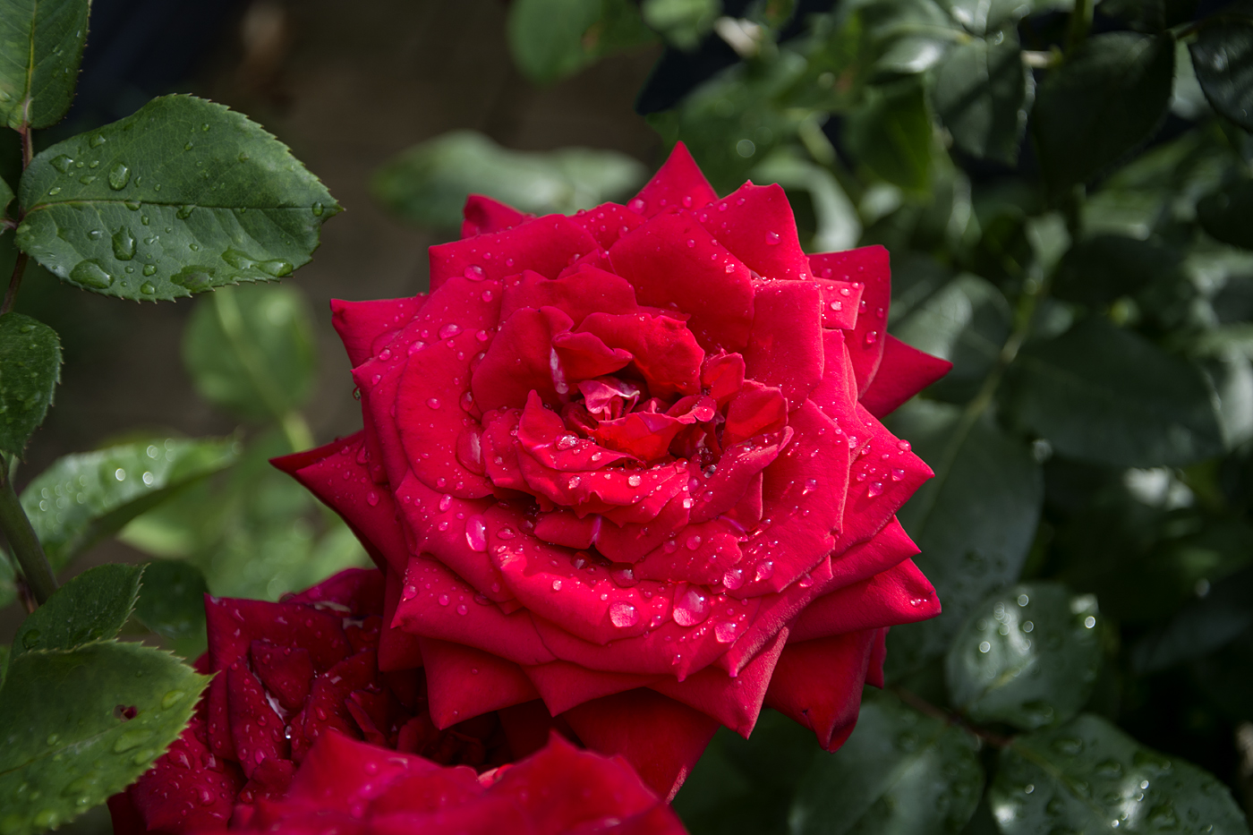 Просто летний дождь...)