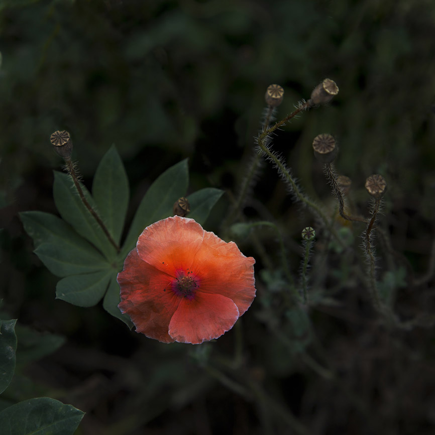 Аленькай цветочег