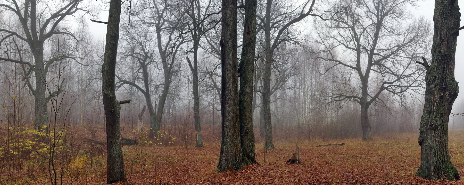 Дубовый лес