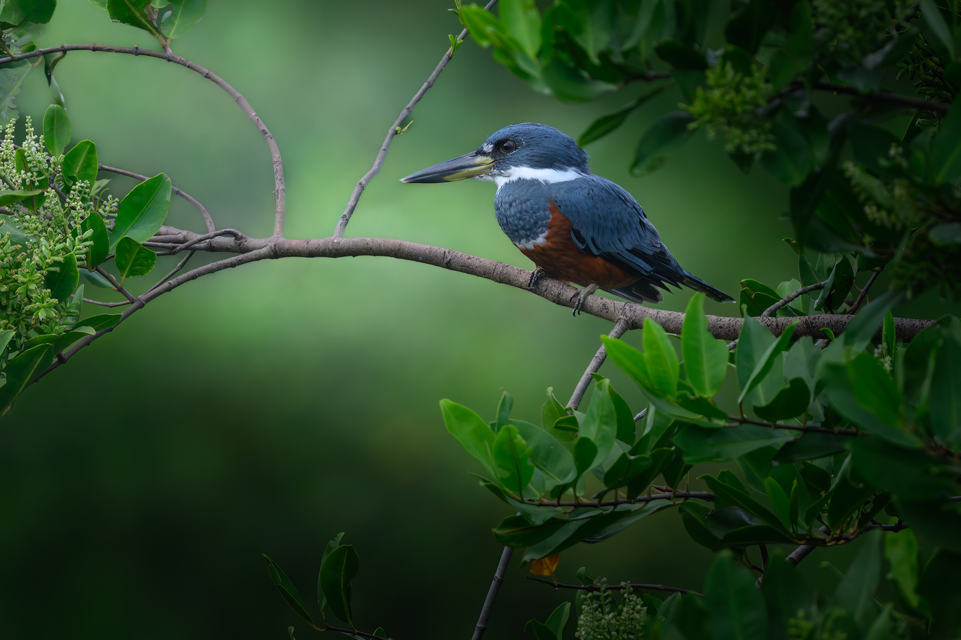 Ringed Kingfisher (m)
