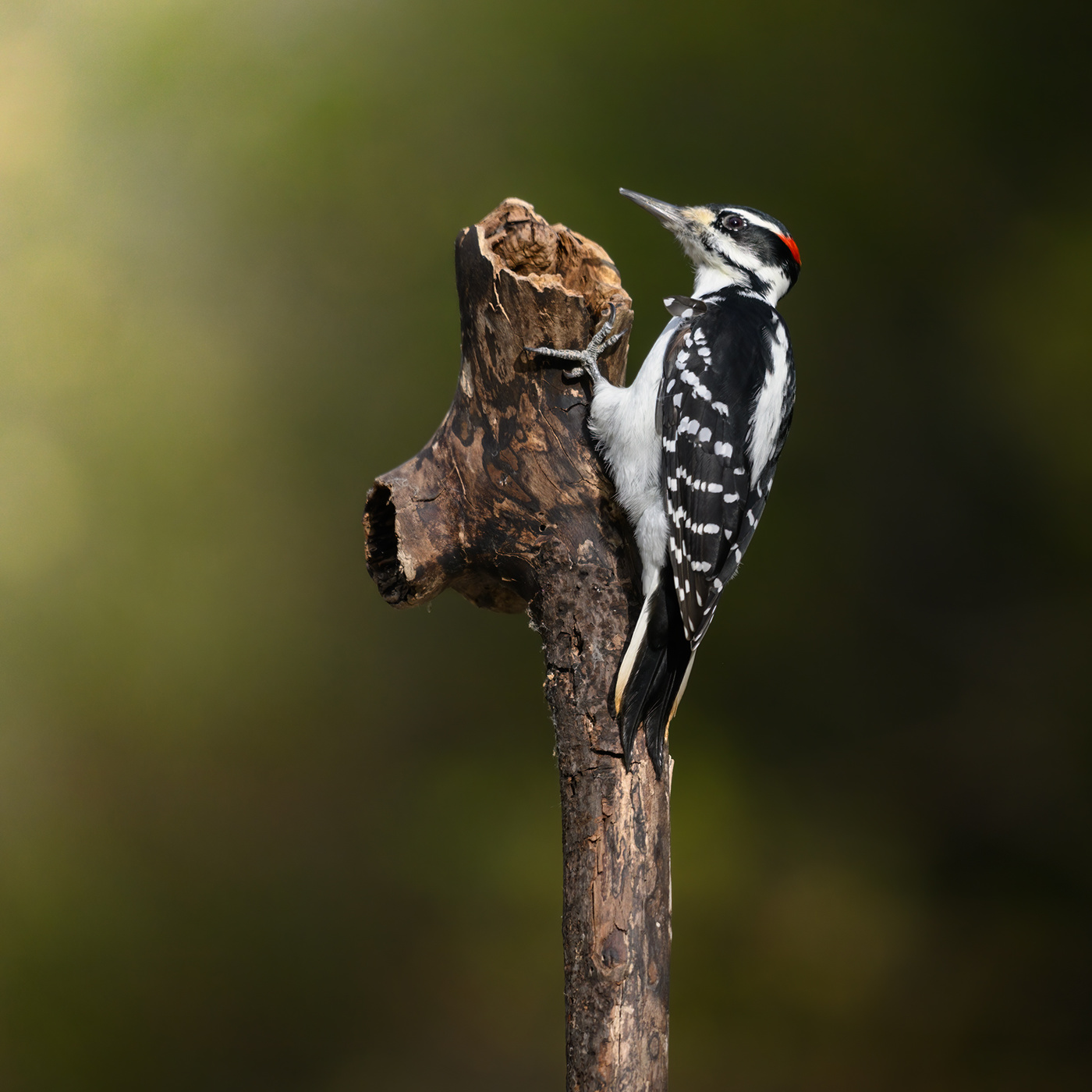 Hairy Woodpecker (m)