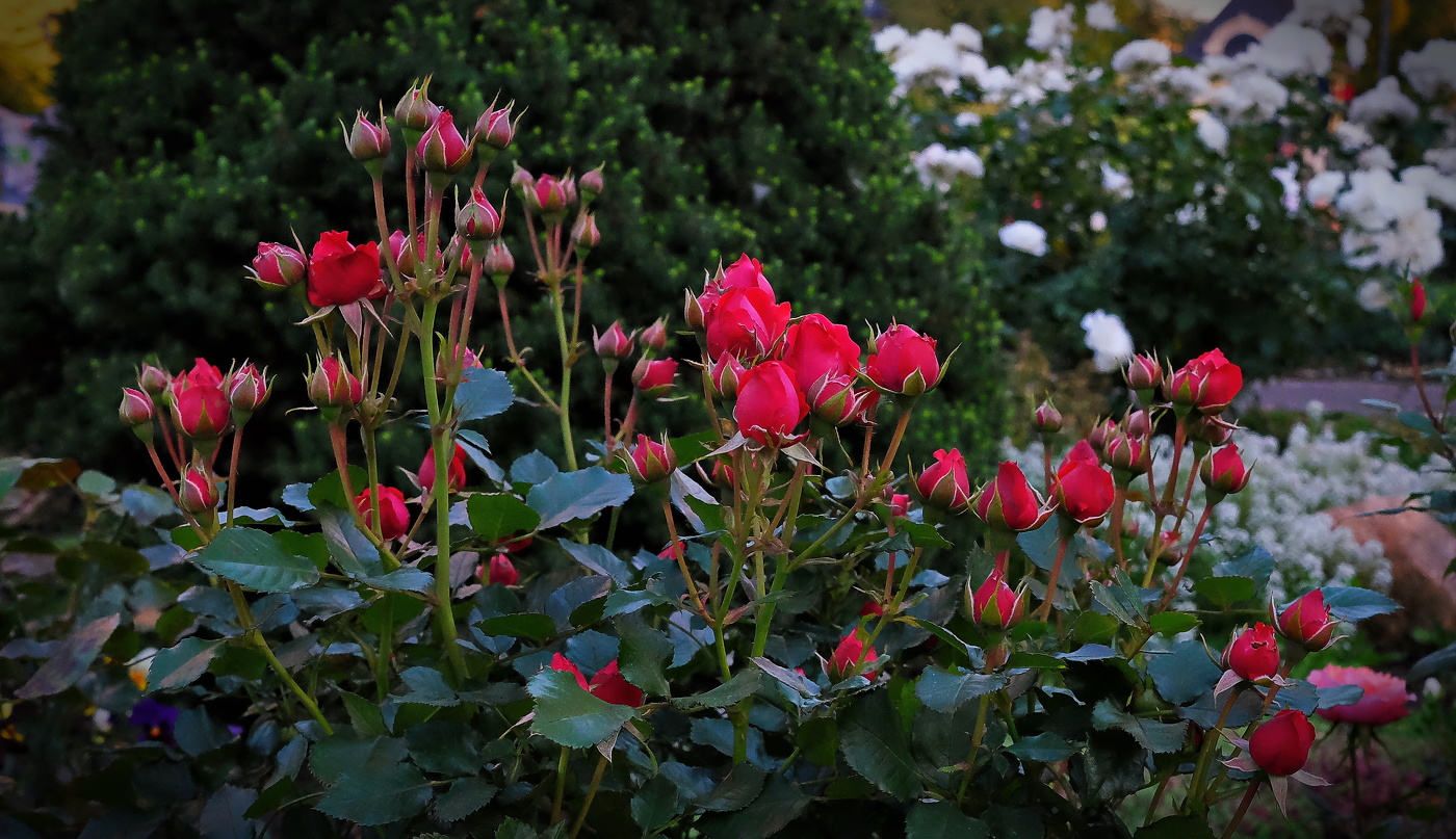 В Монастырском саду.