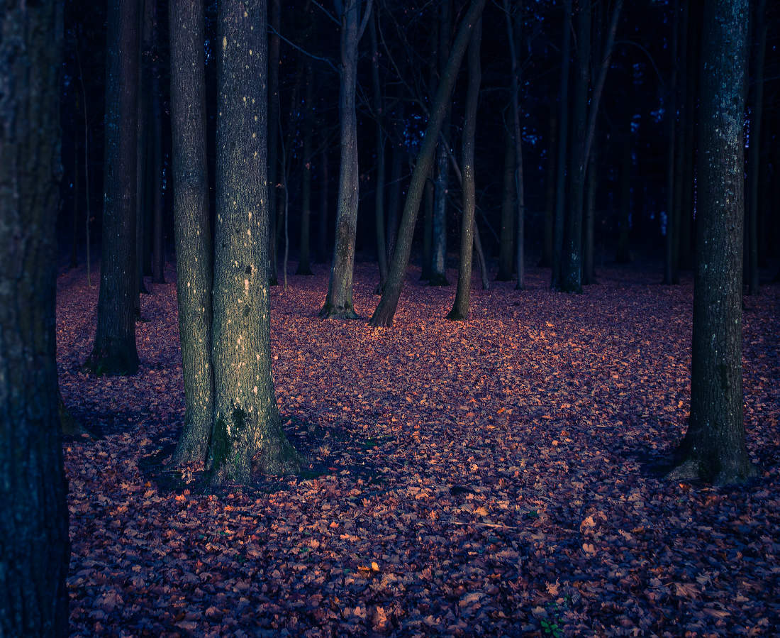 Заколдованный лес