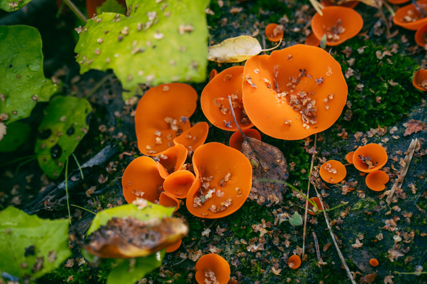 Алеврия оранжевая