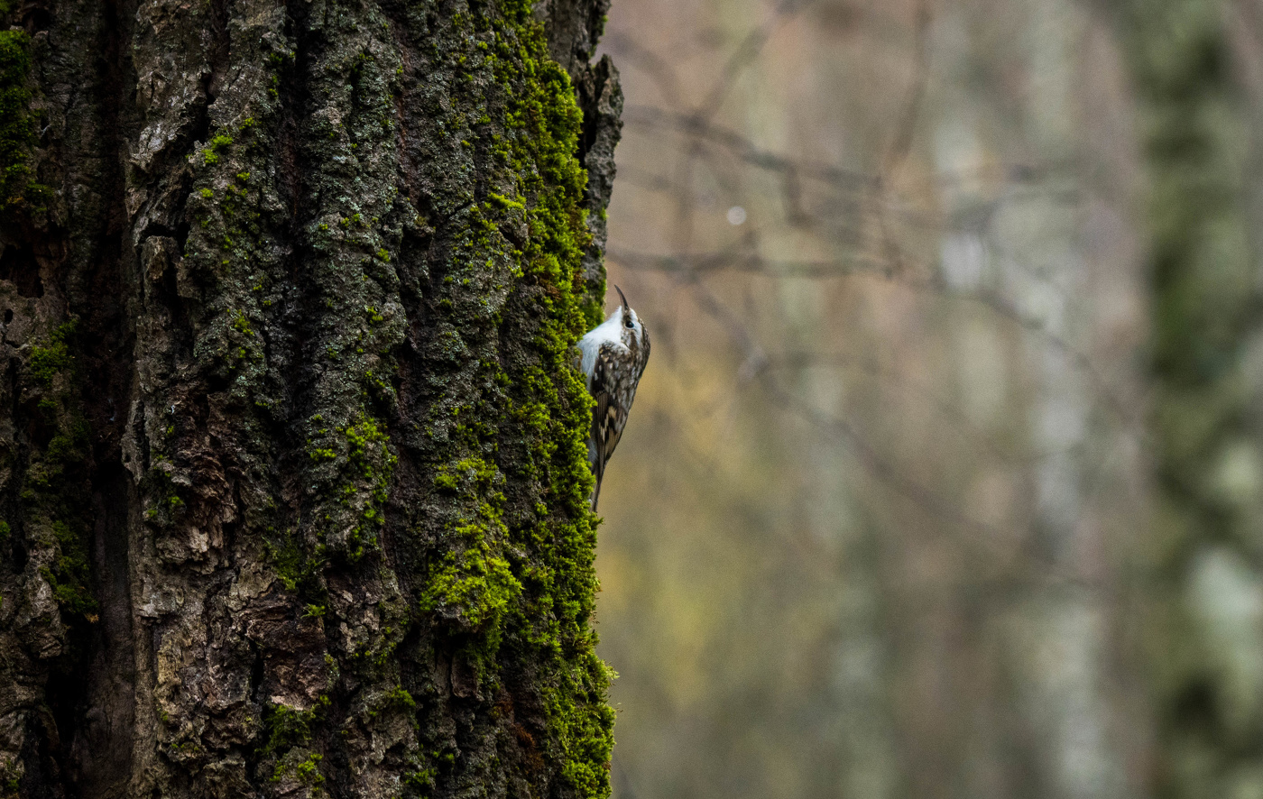 Обыкновенная пищуха