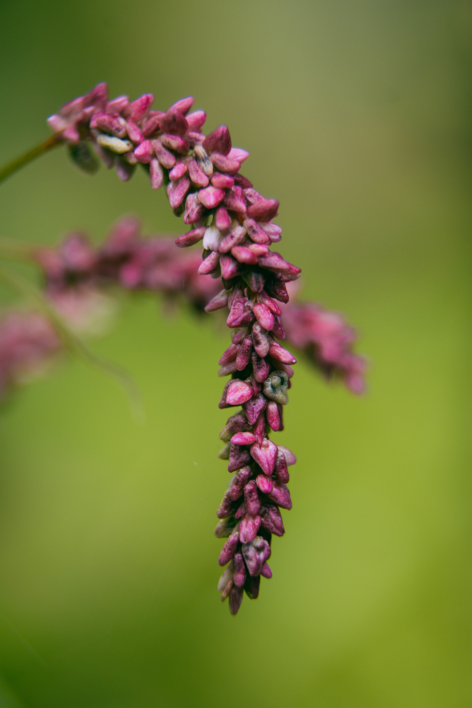 Цветение растения горец почечуйный