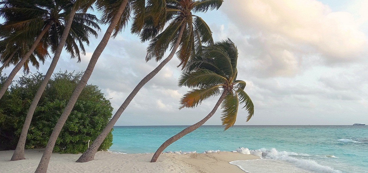 Пальмы восторгаются морем