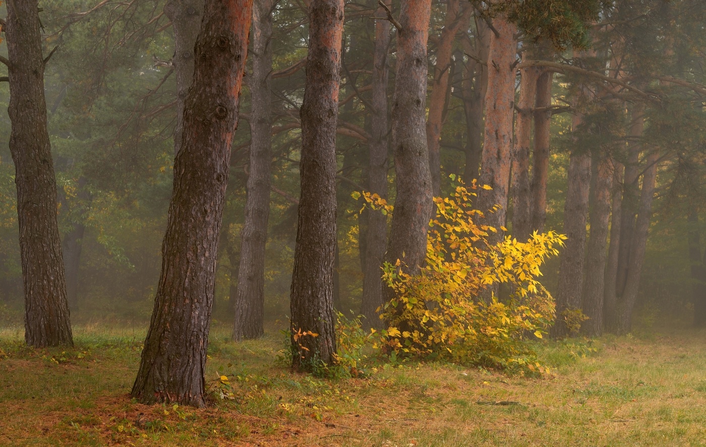 Туманное утро