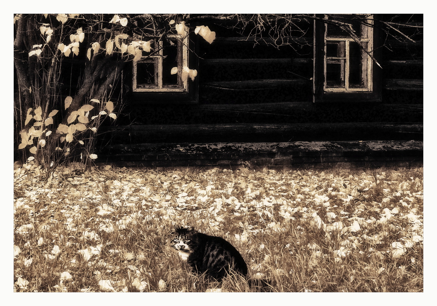 Падали листья