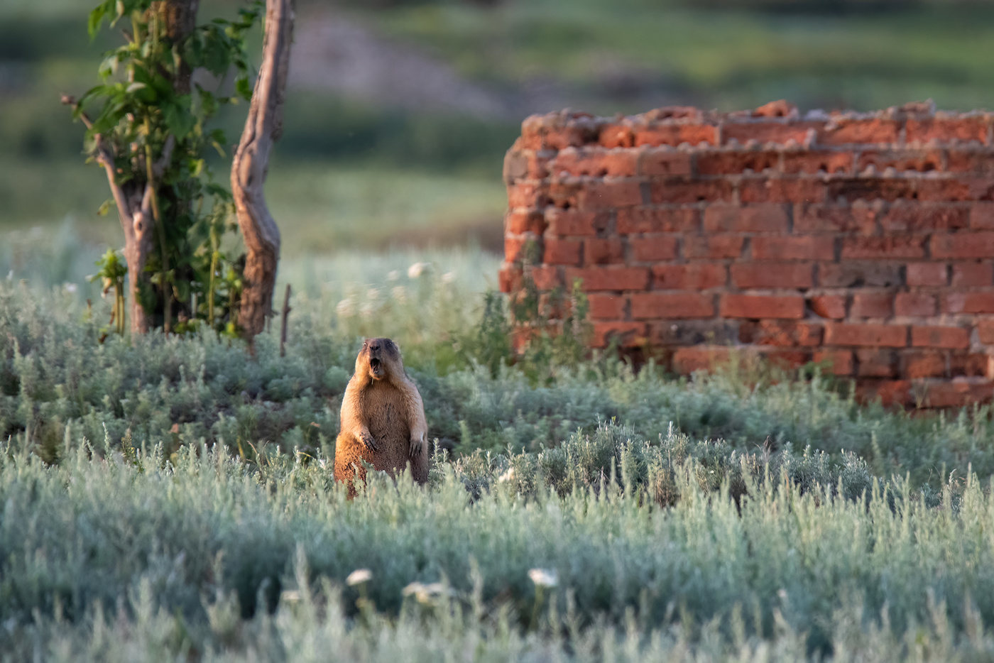 Мой дом - моя крепость