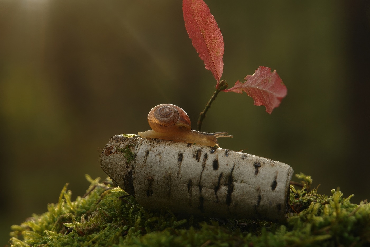 утренняя прогулка