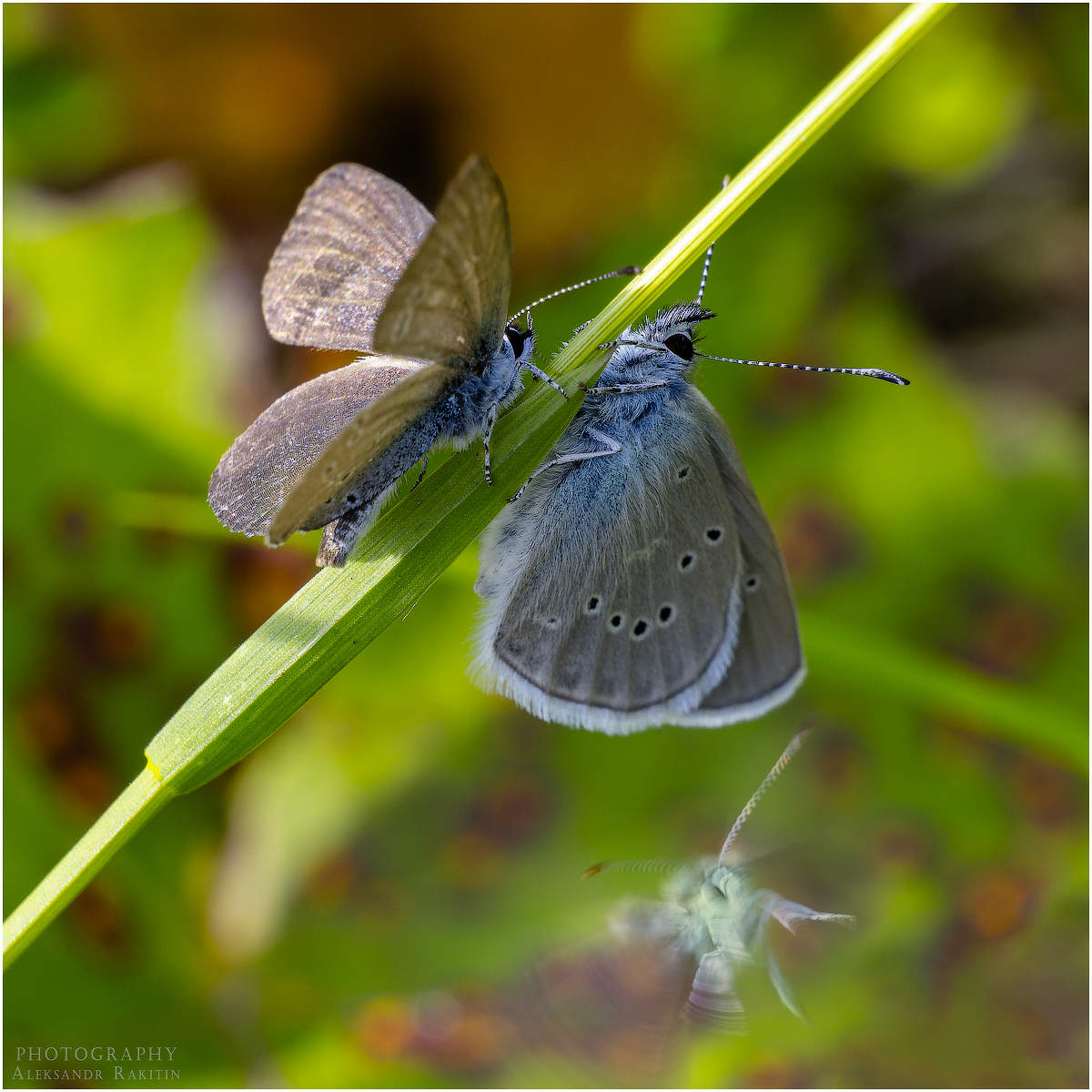 Третий лишний.