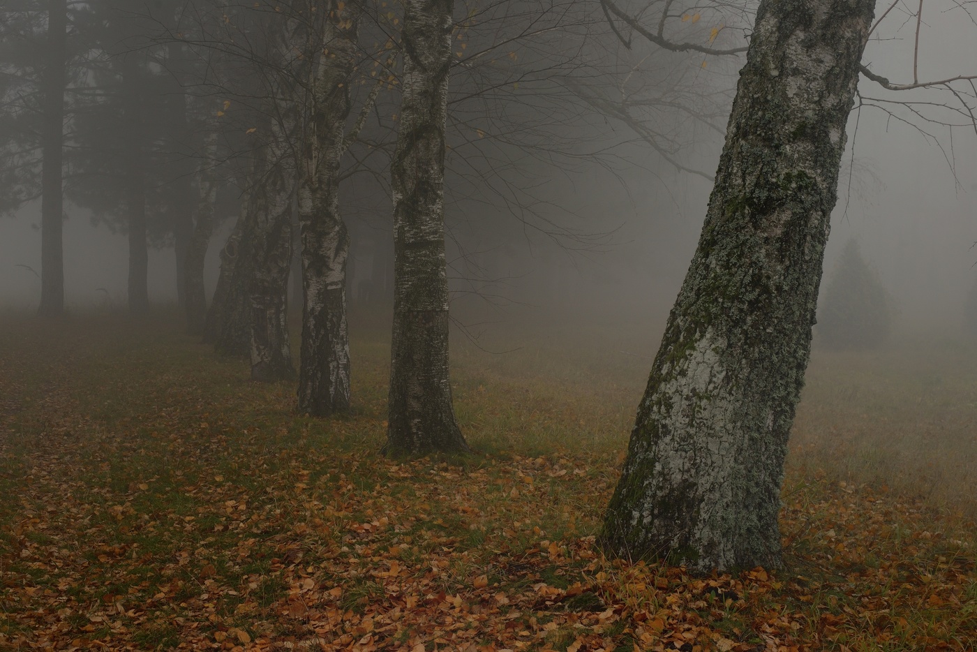 Туманное утро