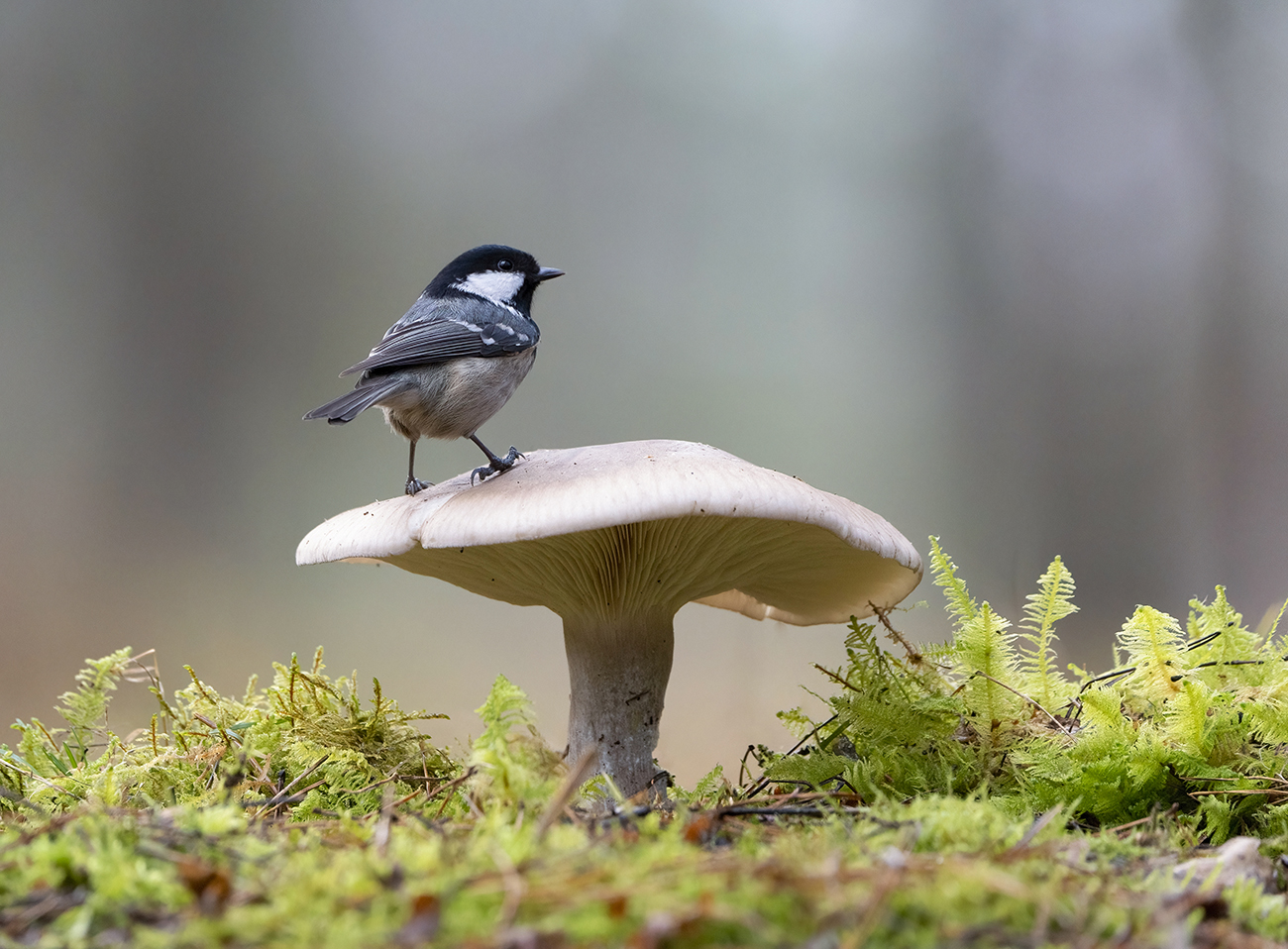 Картинка из леса