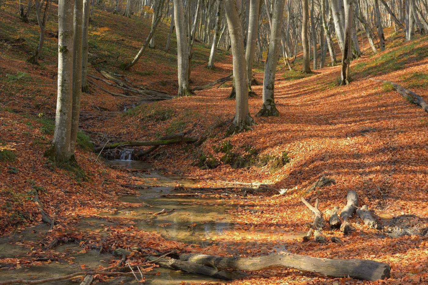 Ручей в лесу