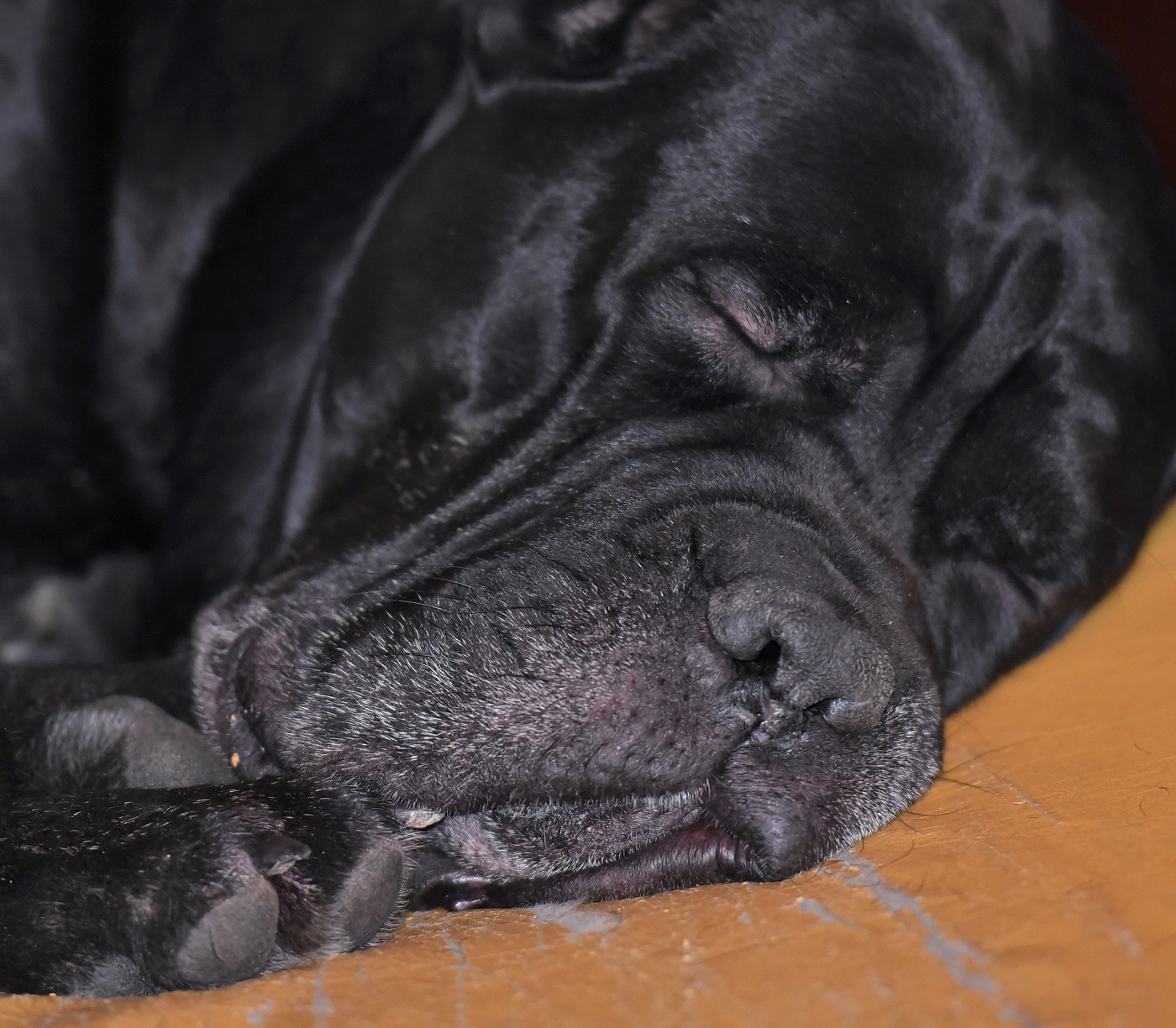 "Храп стоит, собака спит моя ..."