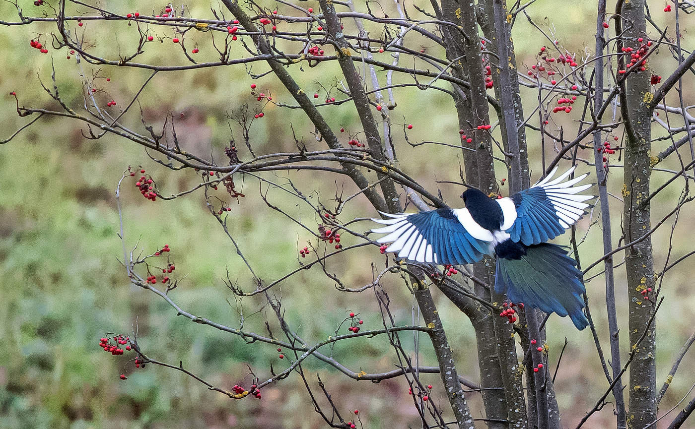Сорока и рябина.