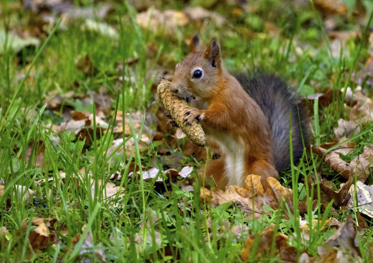 С аппетитом )