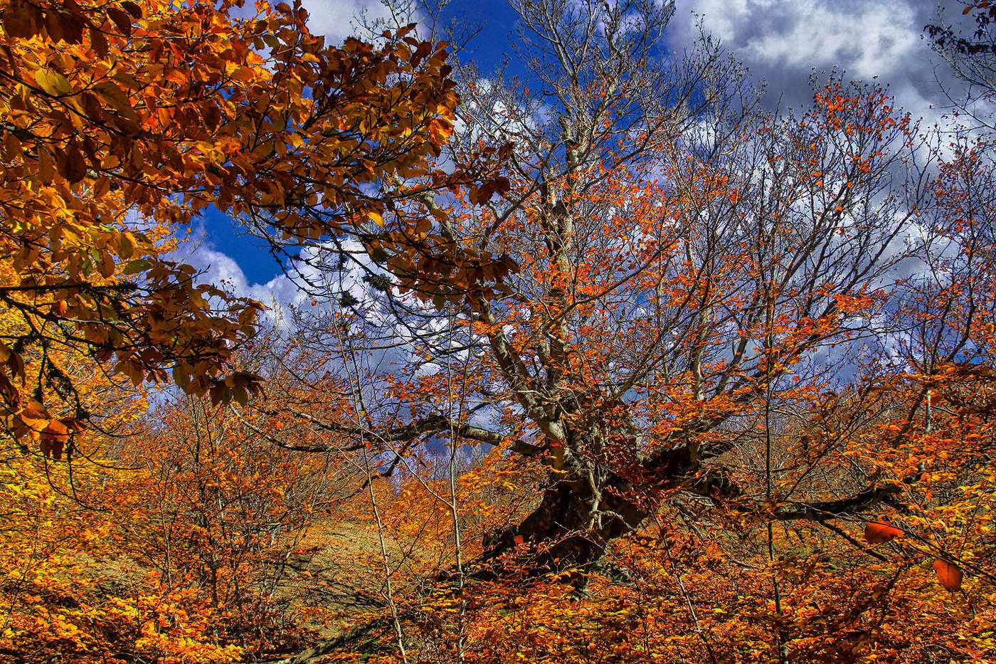 Осень в буковом лесу