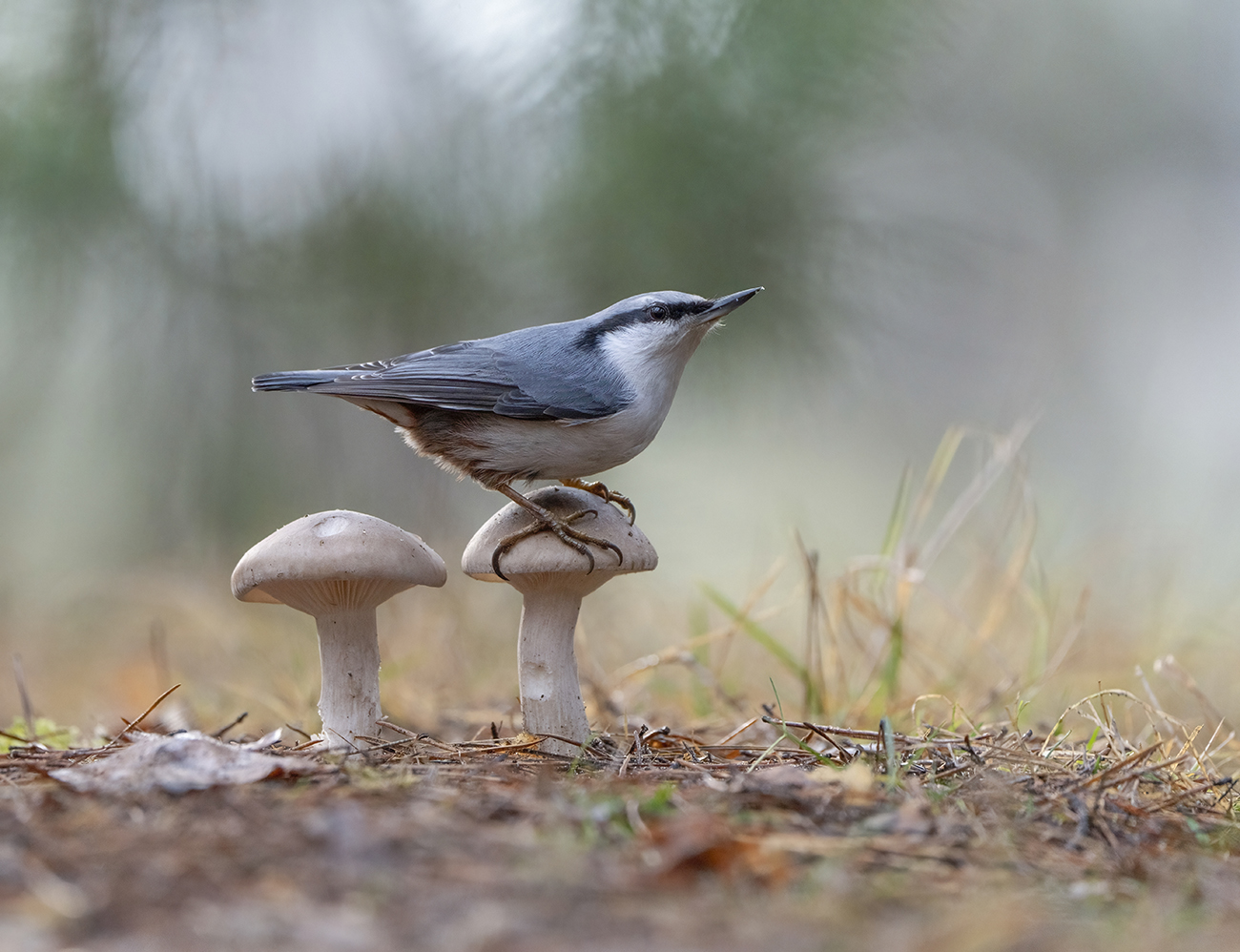 Картинка из леса