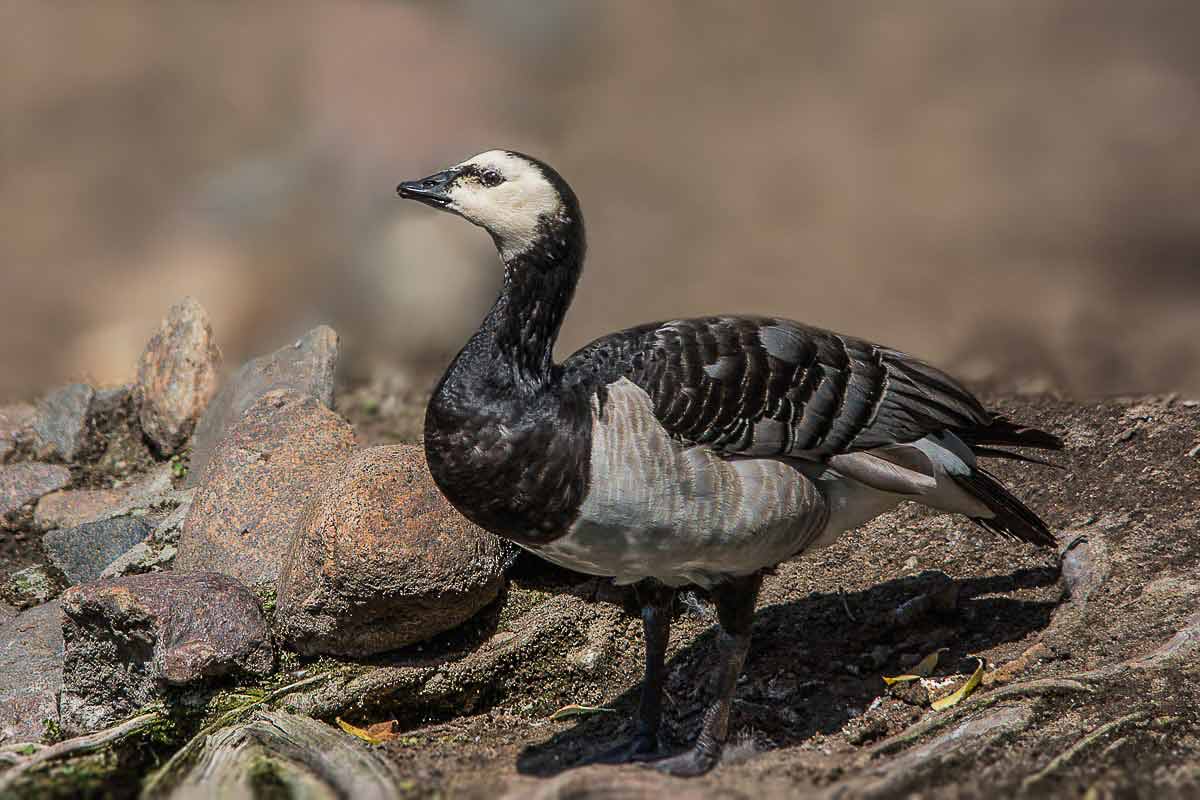 Белощёкая казарка.