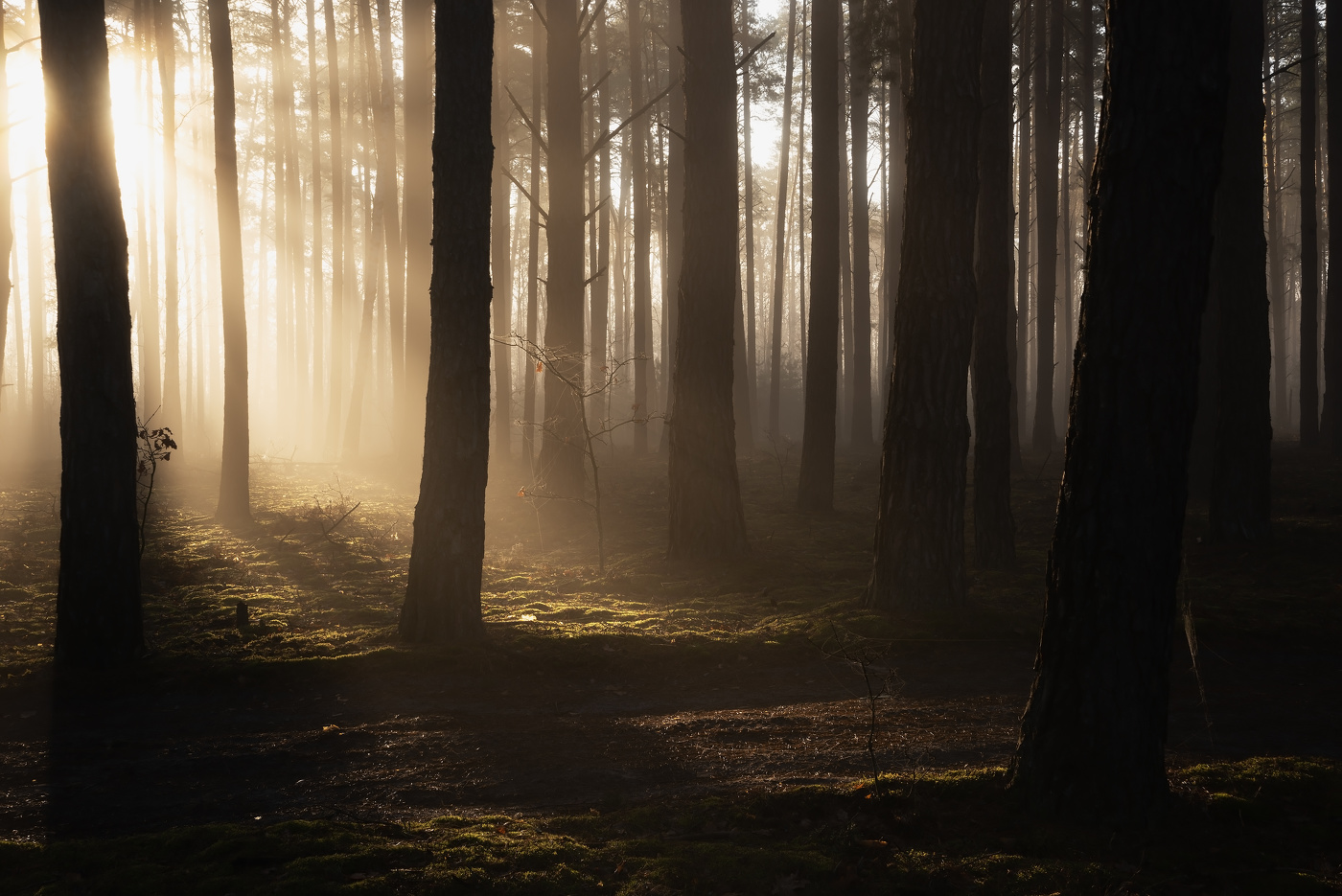 В утреннем свете
