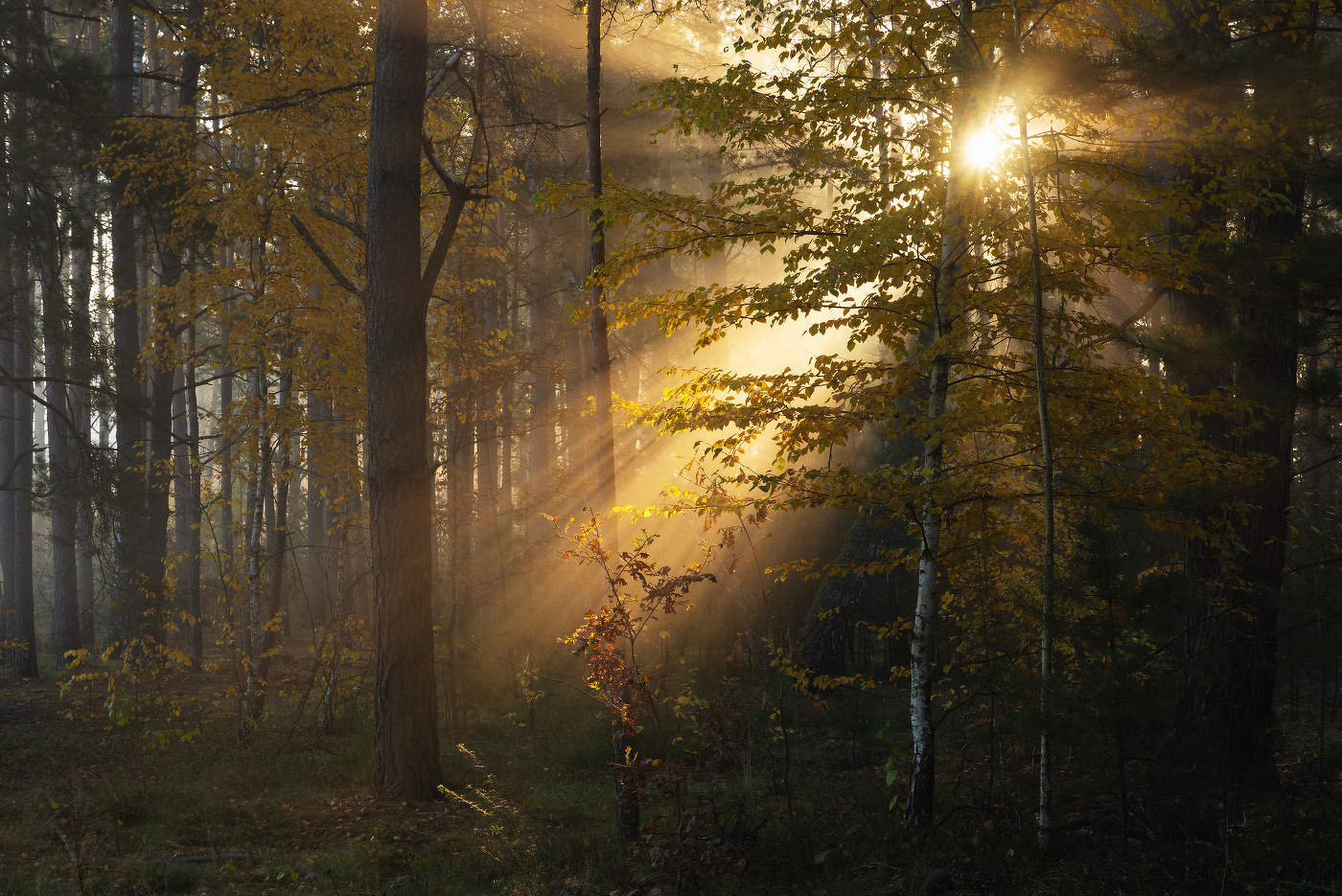 Осеннее утро в лесу
