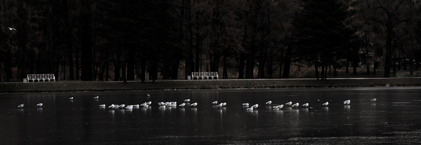 Царскосельские парки 5