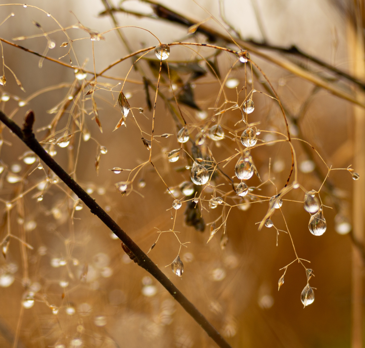 Ноябрьский хрусталь.