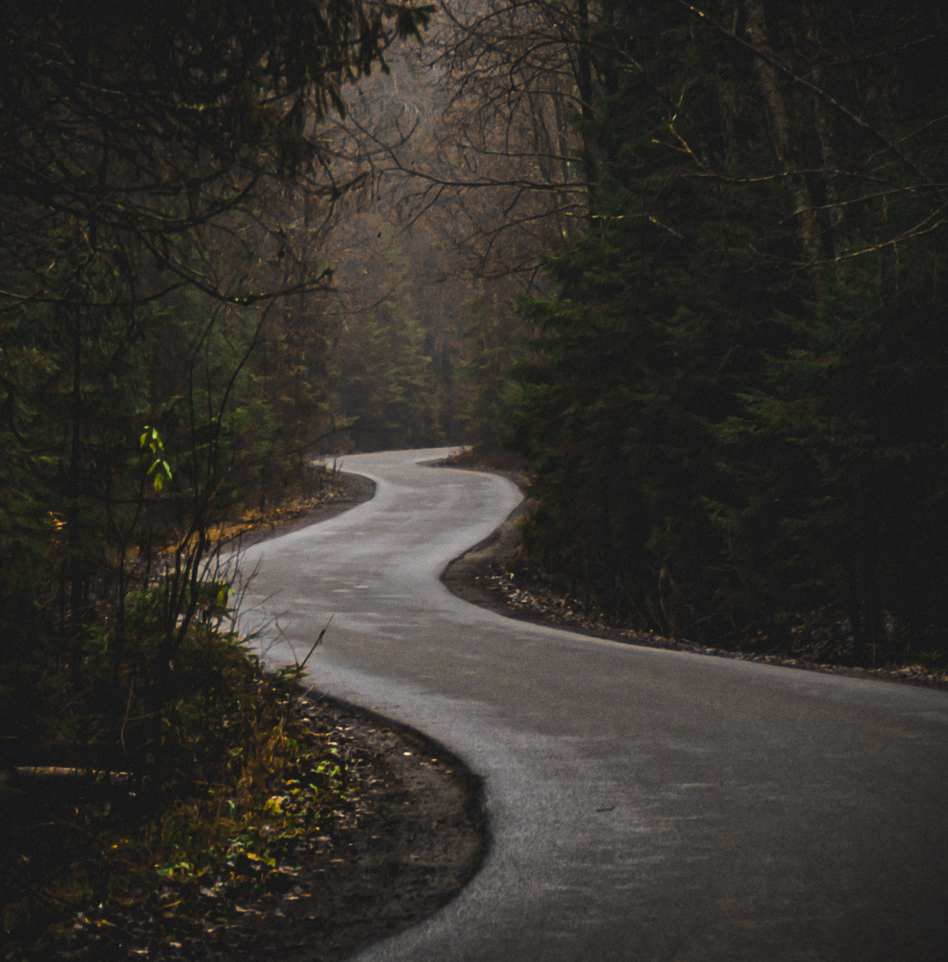 Дорога в лесу